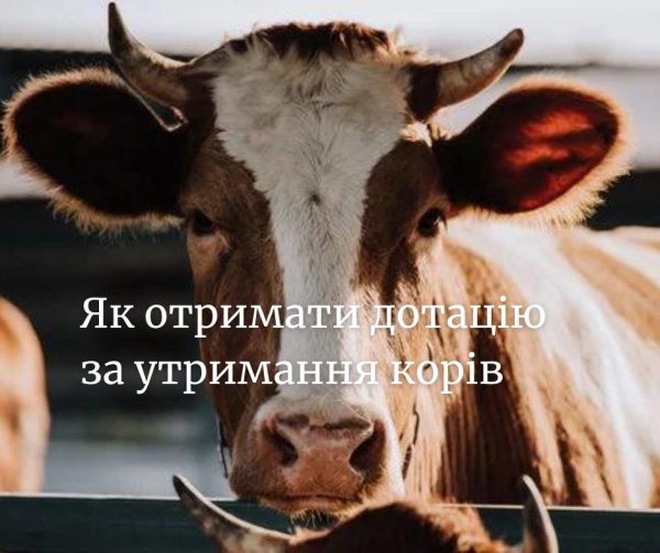 Як отримати дотацію за утримання корів через ДАР